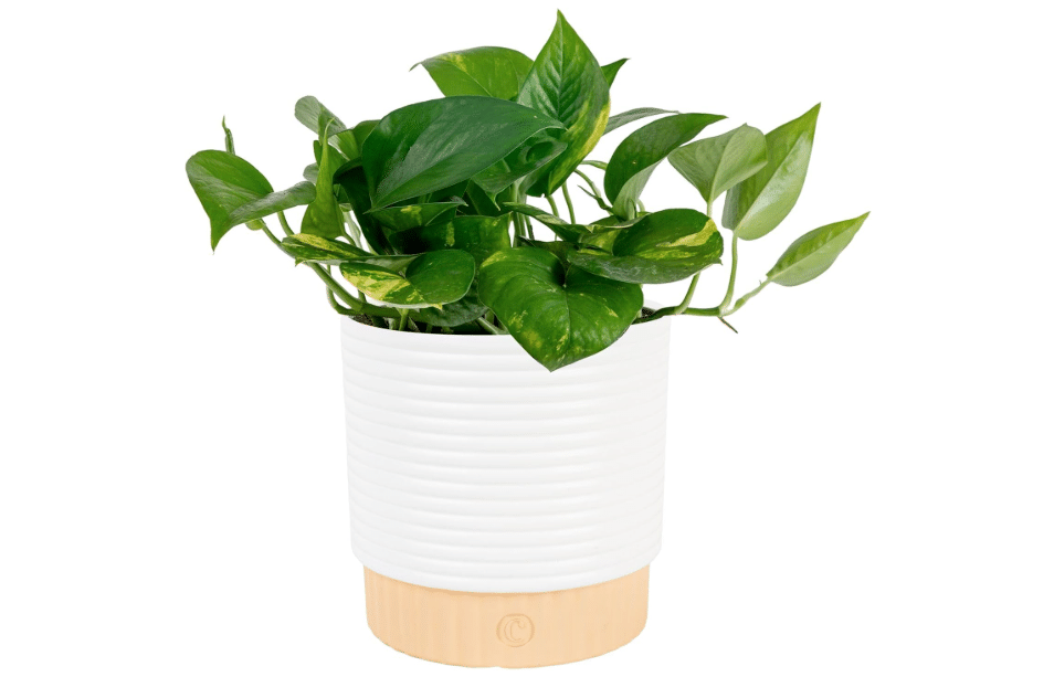 Costa Farms Golden Pothos, Live Indoor Plant, Trailing Vine, Air Purifying | Fast-growing trailing vine, one of the easiest to grow. Great indoor houseplant