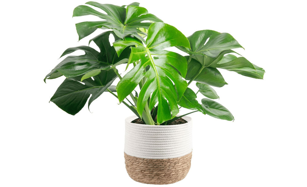 Costa Farms Monstera, Live Indoor Plant, Tropical Plant, Home Decor | Iconic split-leaf foliage, easy in bright indirect light. Great indoor houseplant