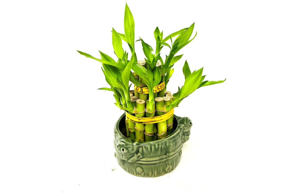 JM BAMBOO Two-Tiered Lucky Bamboo Arrangement 3'' 'Frogs Decor Vase