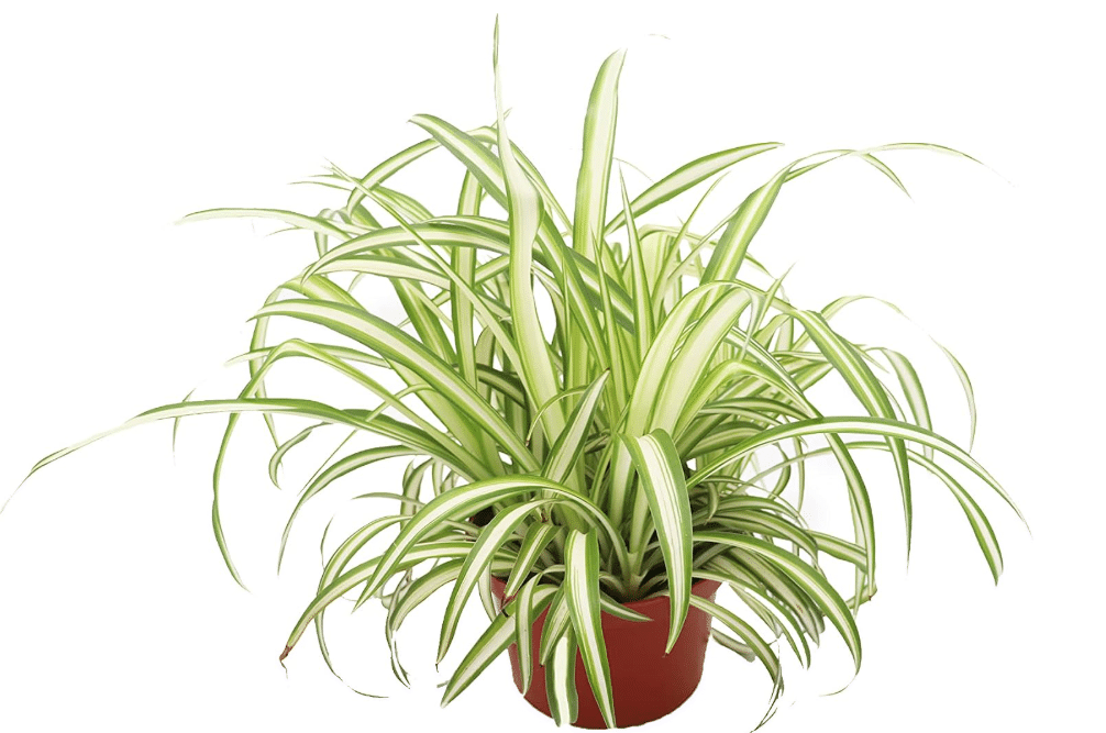 Ocean Spider Plant Variegated - 6'' from California Tropicals