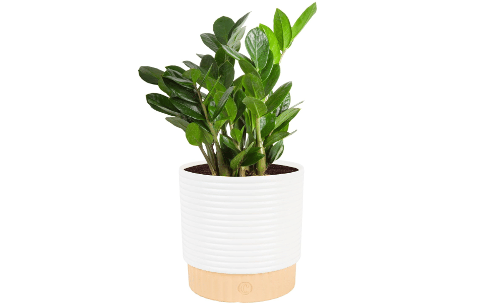 Costa Farms ZZ Plant, Live Indoor Plant, Air Purifying, Easy Care | Glossy, drought-tolerant and nearly impossible to kill. Great indoor houseplant