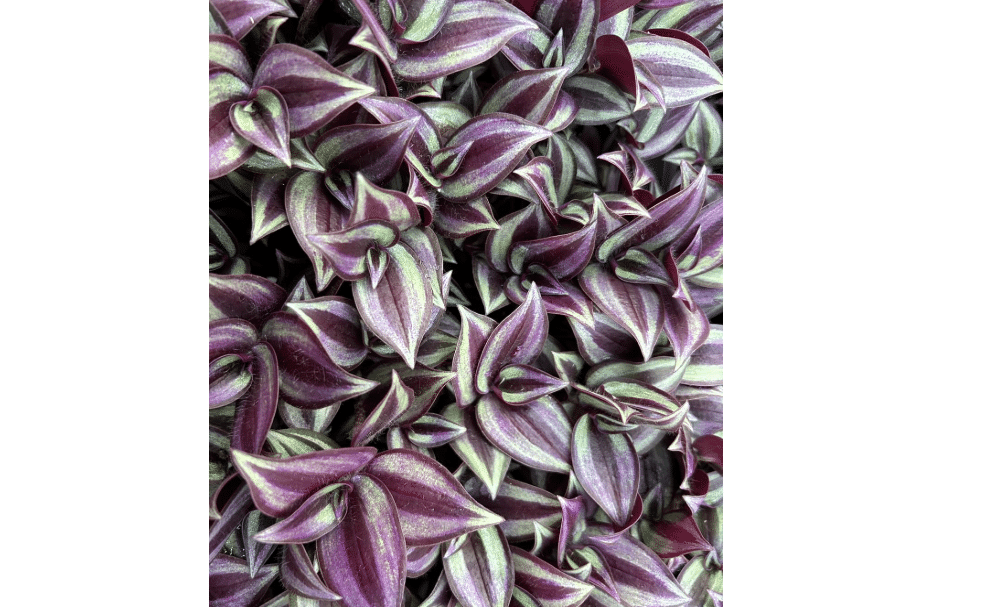 Tradescantia Zebrina Live Plants Pack of 10 Purple Wandering Jew | Easy Care Indoor Air Purifying Purple Houseplants