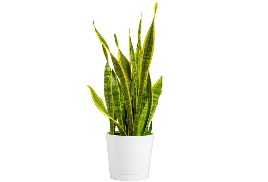 Costa Farms Snake Plant, Live Indoor Plant, Air Purifying, Low Light, Easy | Nearly indestructible and thrives in low light. Great indoor houseplant