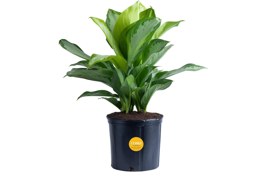 Costa Farms Aglaonema, Chinese Evergreen, Live Indoor Plant, Potted in Grower's