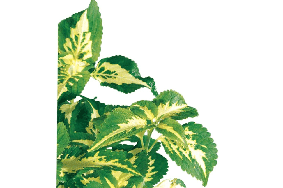 Coleus (Coleus Blumei), Living Plant