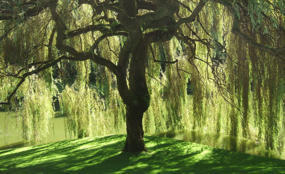 Weeping Willow Tree - Salix babylonica - Heavy - Established Roots - 1 Trade Gallon Potted