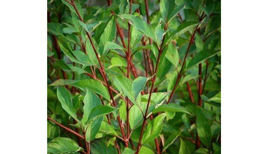Red Twig Dogwood Shrub - 18-24" Tall Live Plant - Red Osier Bush - Cornus sericea
