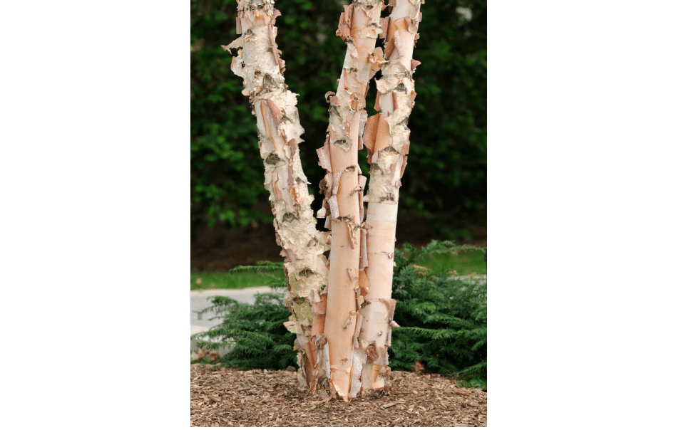 3 River Birch Trees for Planting | Live Tree Seedlings (3 Pack of Trees)