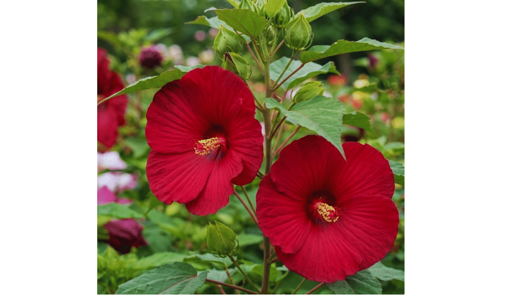 2 Red Hibiscus Live Plants, Cold Hardy Hibiscus Plant, 5-7 Inch Tall | Direct Sun, Loose Draining Soil, Zones 9-11, Big Vibrant Blooms, Porch Containers