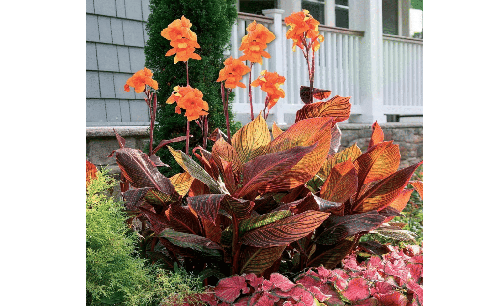 10 Tropicana Canna Lily Seeds - Exotic Foliage Perennial Flower for Home Garden Yard Planting