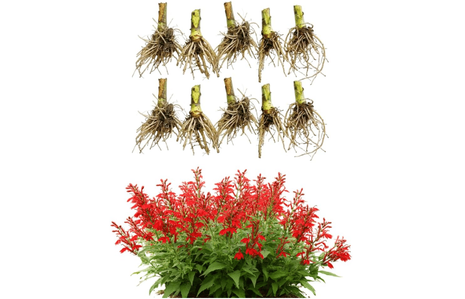 20 Red Cardinal Flower Live Roots, Easy Care Lobelia Cardinalis, Hardy Perennial Flower Root, for Outdoor Garden &