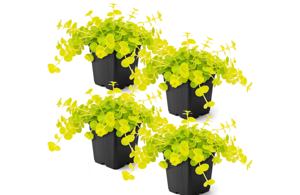 Creeping Jenny (Lysimachia nummularia) (4 Pack) - Live Trailing Ground Cover Perennial,