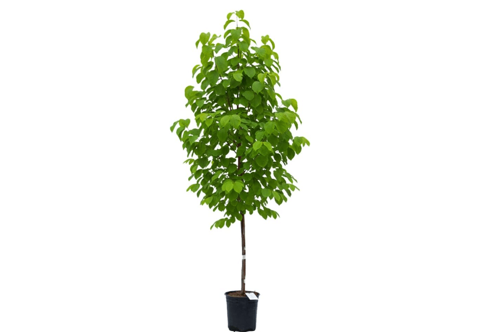 Autumn Brilliance Serviceberry, Four-Season Interest with Blooms and Berries, 1 gal. Nursery Pot, 1–2 ft Tree Height (Ships to 48 States Including