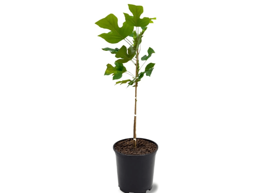 Tulip Poplar Tree, Yellow Blossoms, Lustrous Green Foliage, Deciduous, 2-3 ft Tree Height, 1 gal Nursery Pot (Due to Agricultural Laws, we Cannot Ship