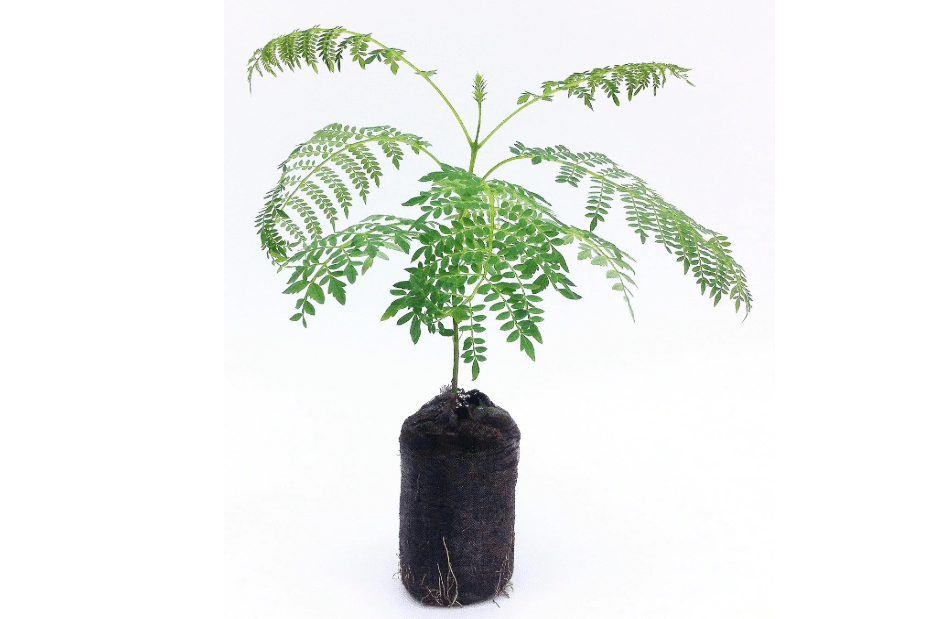Live Blue Jacaranda Tree Seedling Starter Plug 3-6+ Inches Jacaranda mimoisaefolia