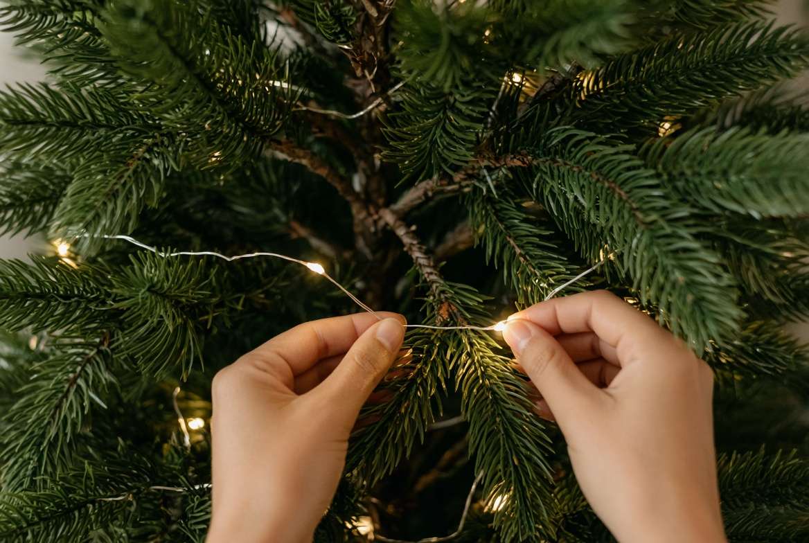 Close-up view of a professional designer stringing lights through the inner branches of a 7-foot evergreen tree.