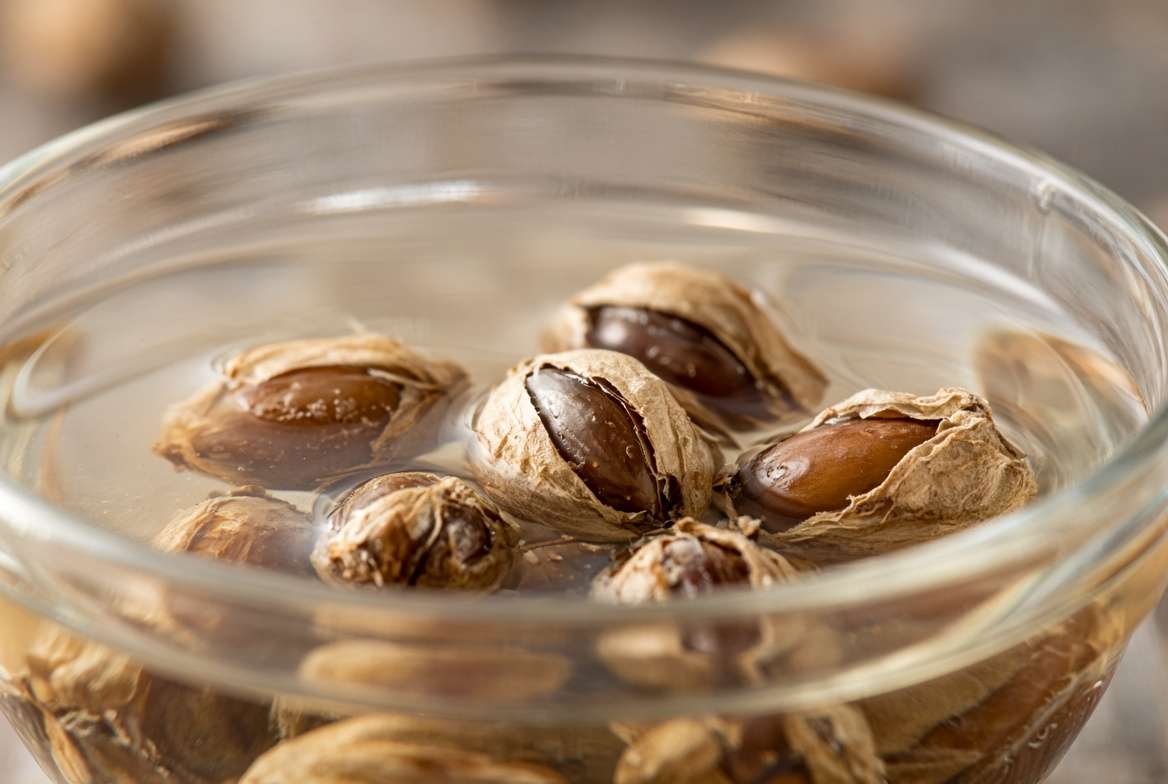 Coffee seeds in parchment hulls submerged and soaking in a clear glass bowl of lukewarm water