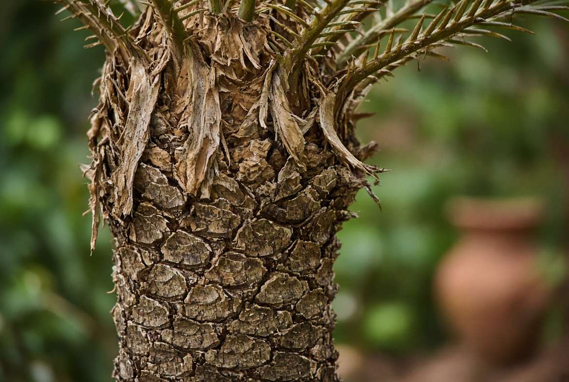 Macro close-up shot of the realistic, fibrous bark and trunk texture of a high-quality, handcrafted fake outdoor sago palm tree.