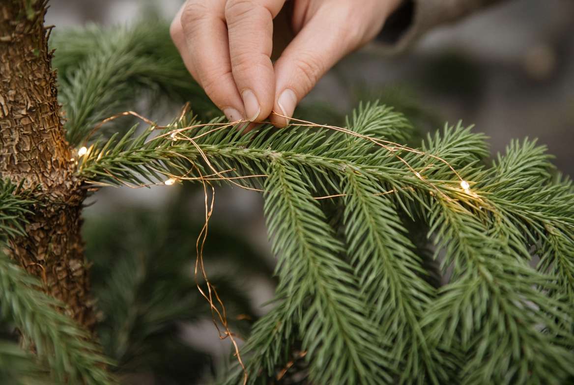 A detailed view showing the safe method of weaving thin copper wire LED lights on a Norfolk Island Pine branch.