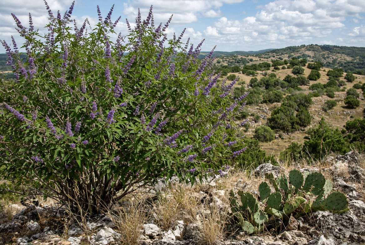 An escaped, unpruned Vitex shrub growing wild among native limestone and grasses in the Texas Hill Country, demonstrating invasive potential.