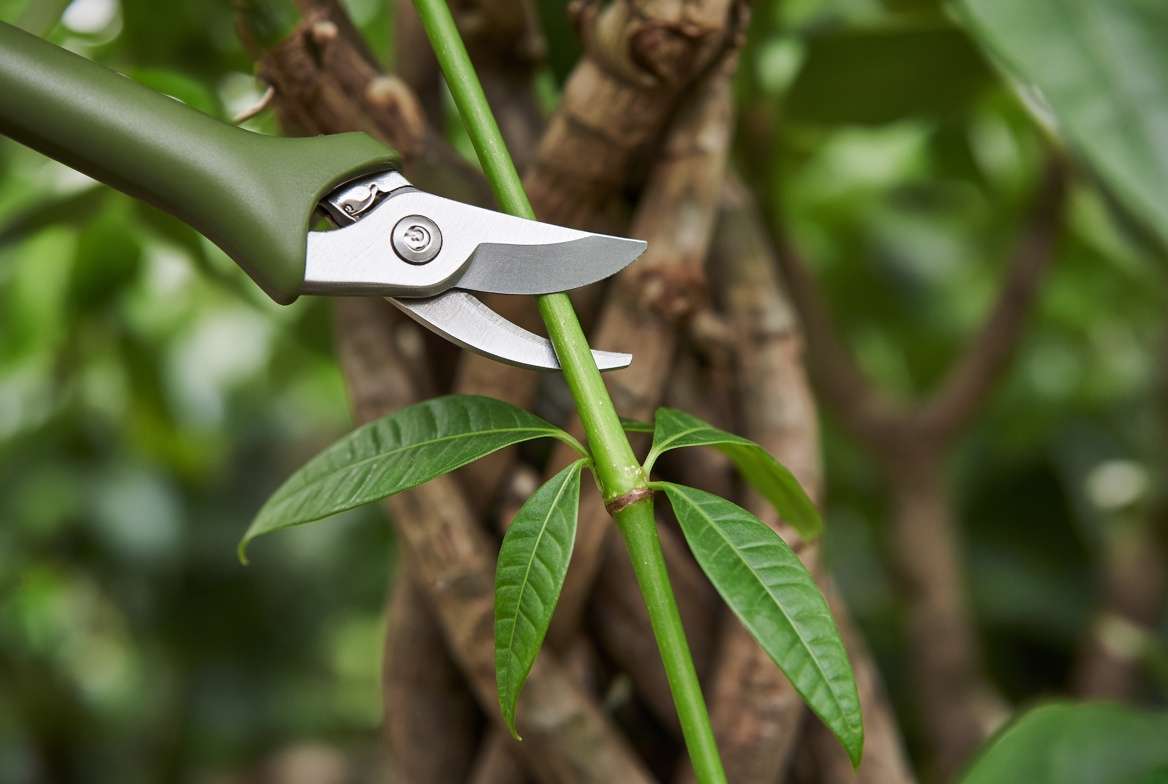 A detailed macro view of sharp pruning shears making a precise 45-degree cut half an inch above a leaf node on a braided Money Tree stem for height control.