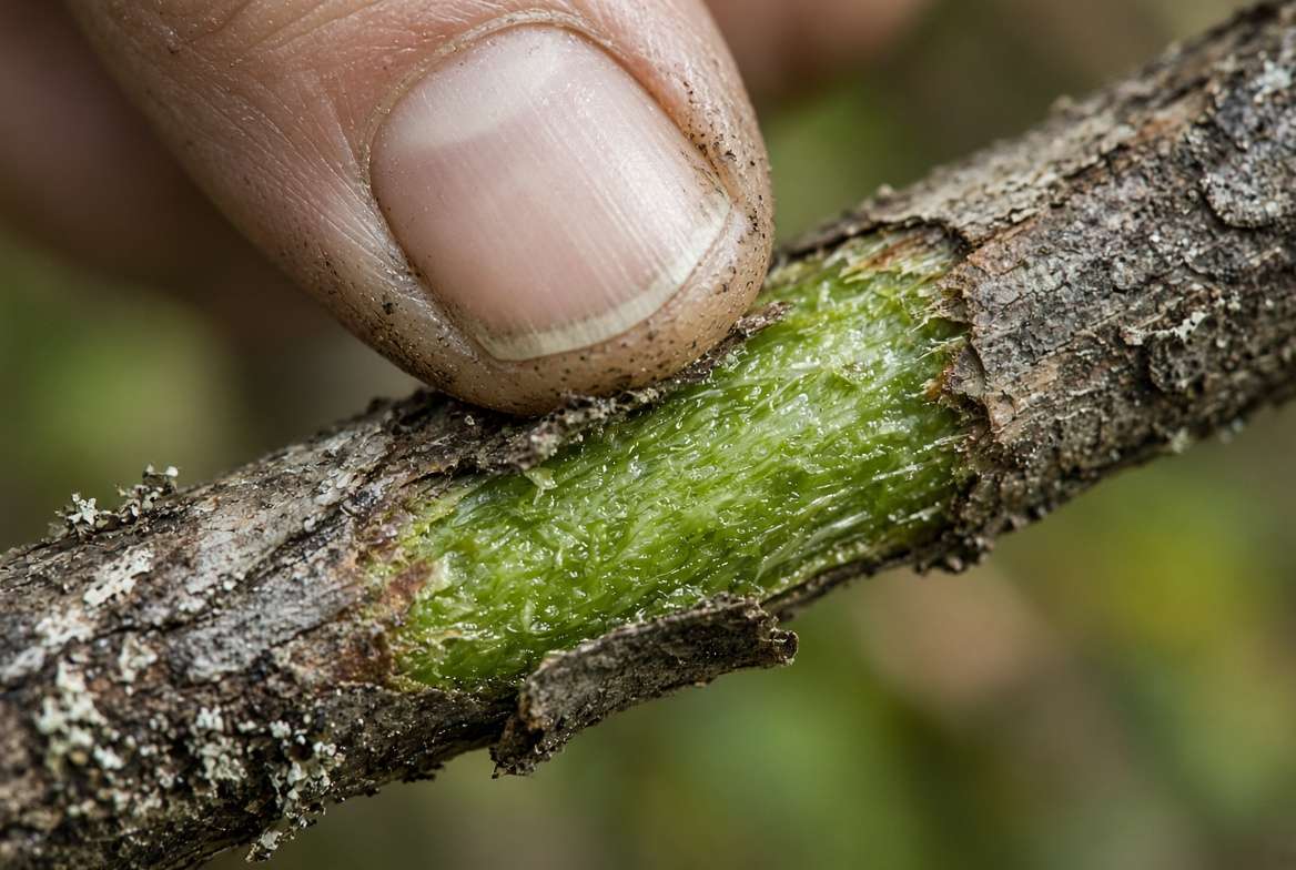 A close-up view of a person using their fingernail to scratch the bark of a brown arborvitae stem, revealing a healthy, moist green cambium layer underneath.
