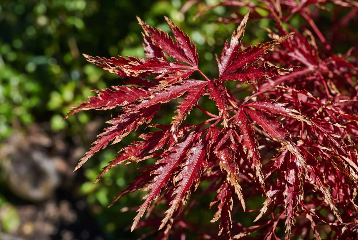 Close-up of Japanese Maple 'Crimson Queen' leaves showing brown, crispy marginal scorch from excessive sun exposure in a garden.