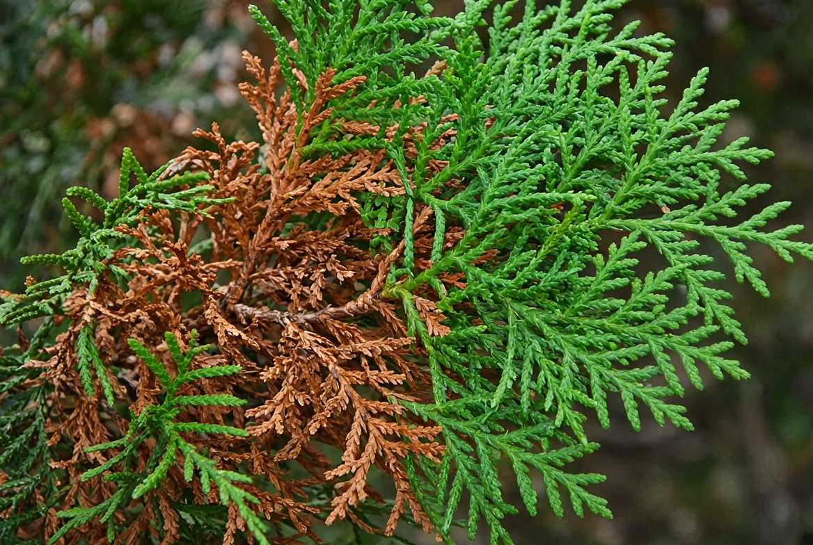 Close-up photo showing brown inner arborvitae needles contrasting with healthy green outer foliage, illustrating natural fall shedding.