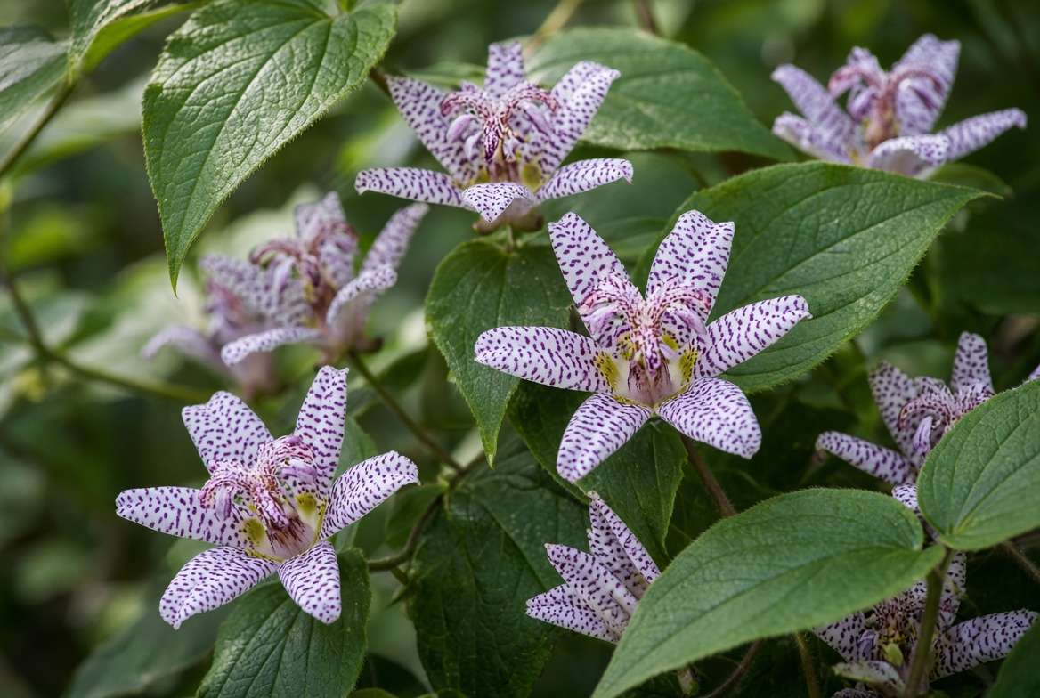 Exquisite close-up of intricate Toad Lily flowers with striking white and purple speckles, a unique partial sun plant.