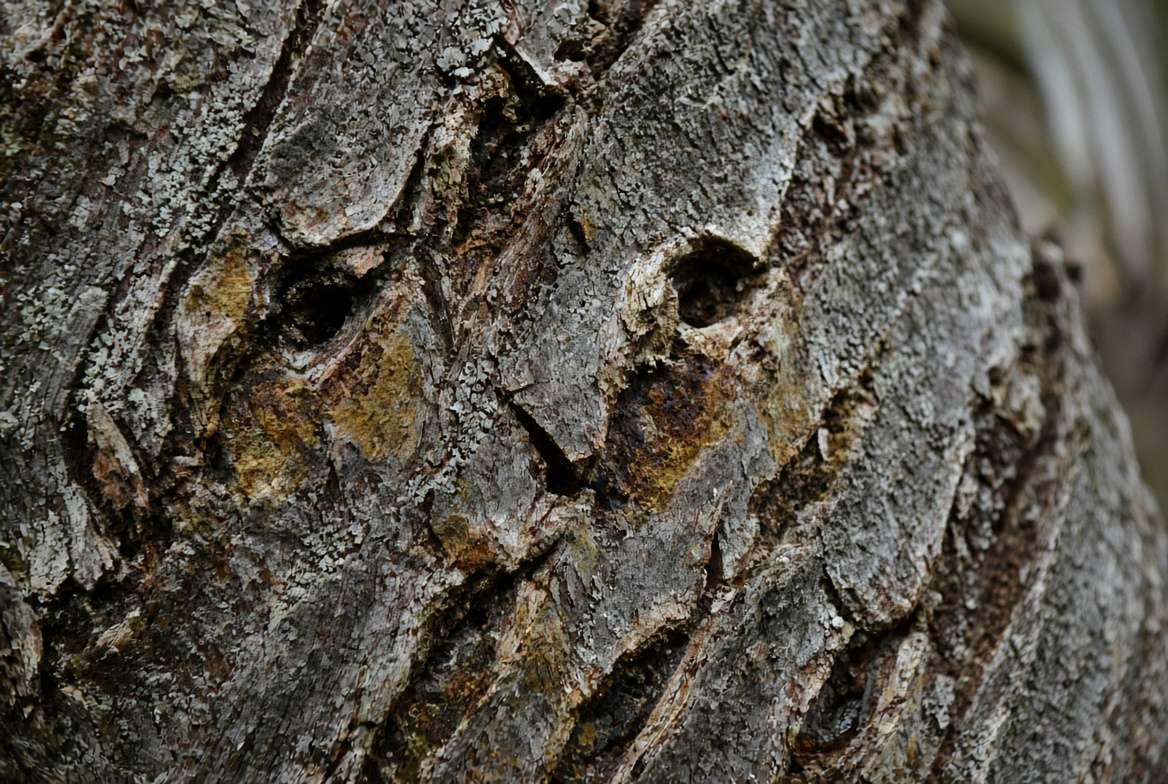 Close-up of deep climbing spike scars and permanent puncture wounds on a textured palm tree trunk.