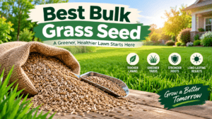 best bulk grass seed