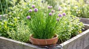 chive plants