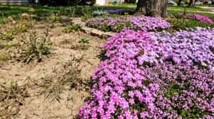 flowers ground covering plants