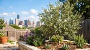 olive trees in austin