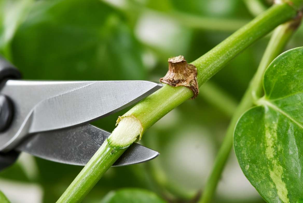 Pruning a leggy pothos vine by cutting just below the node to encourage bushier growth.