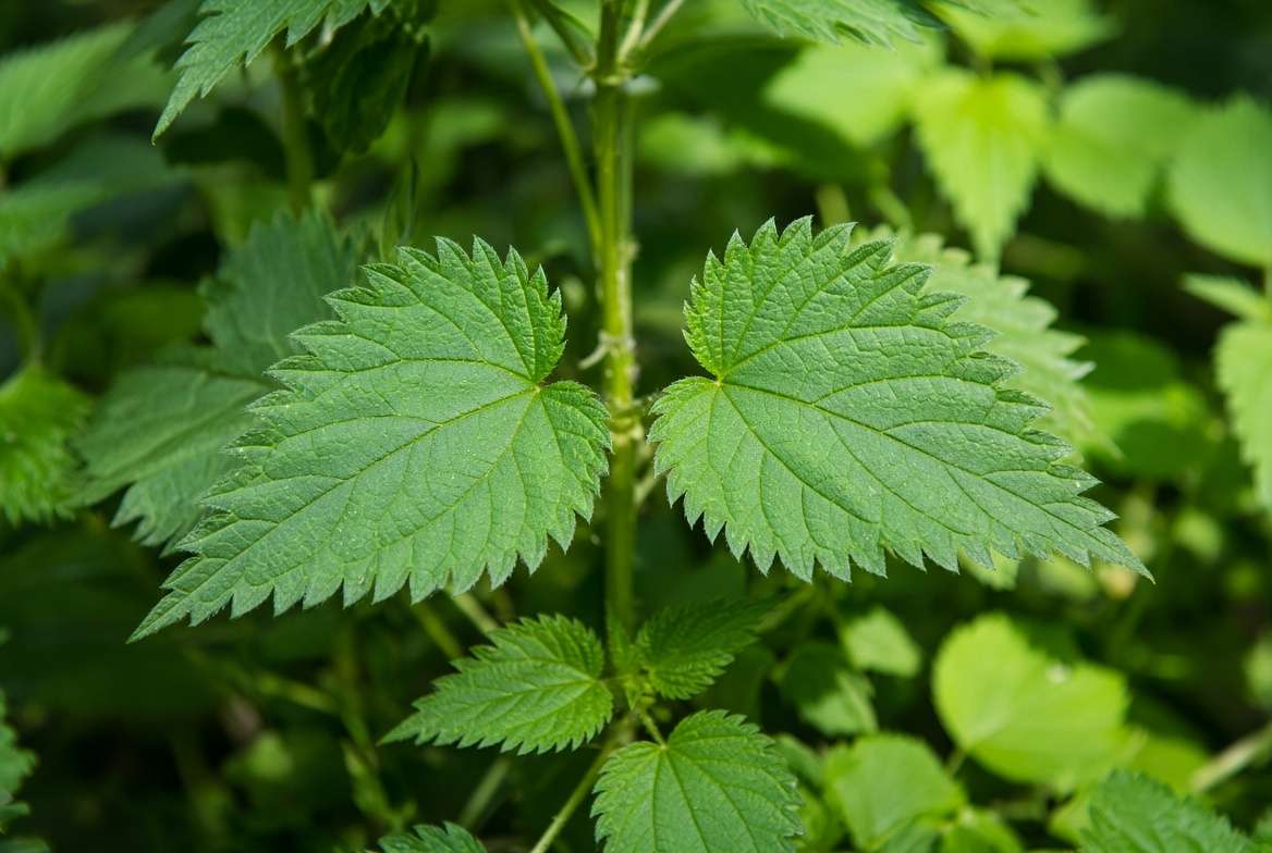 Close up identification of green stinging nettle leaves with jagged edges growing in a backyard garden.