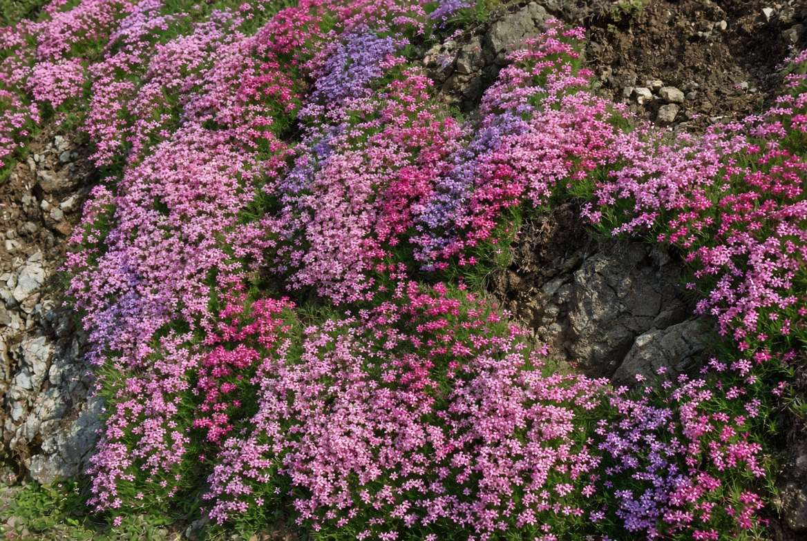 Abundant pink and purple creeping phlox cascade down a steep garden slope to control erosion and prevent weeds