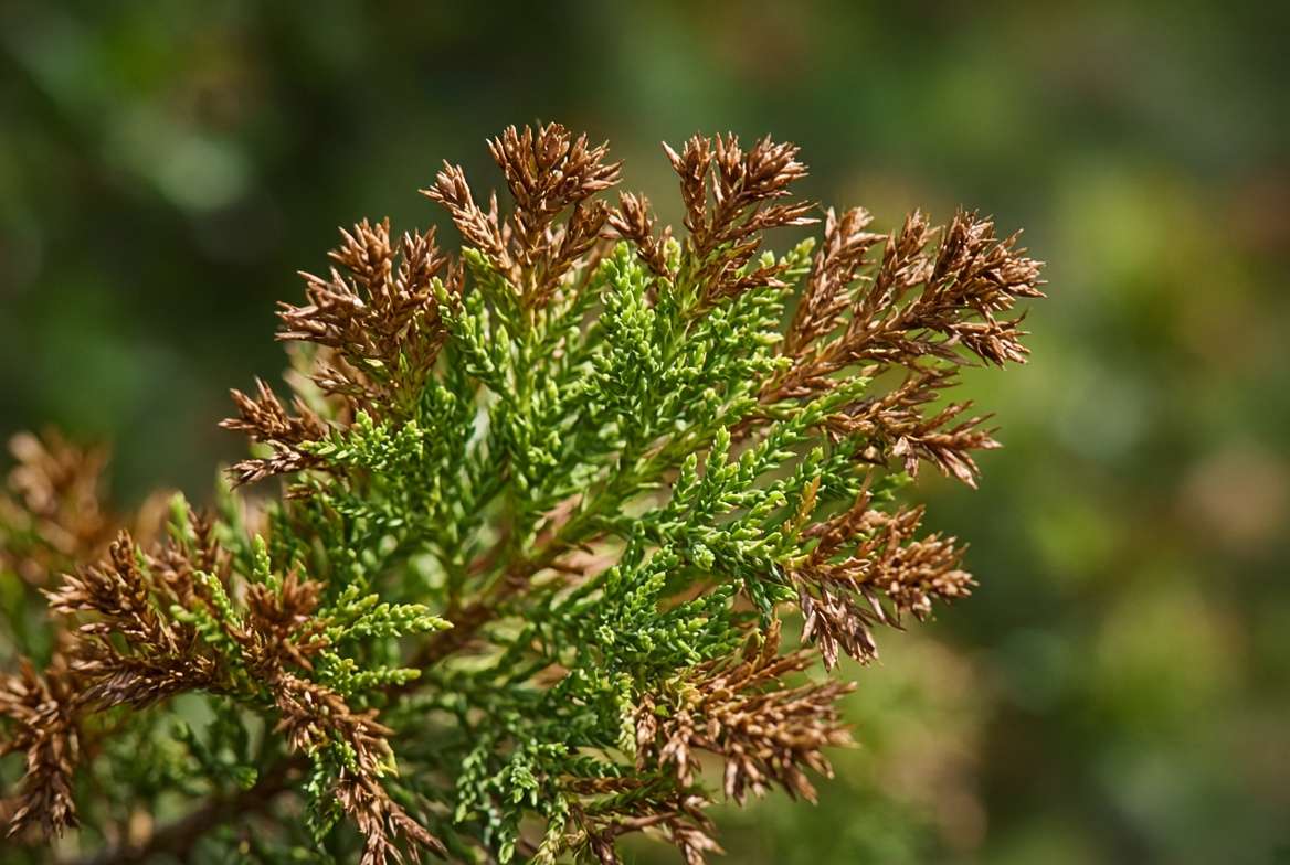 Close-up of a cypress tree branch showing exterior brown needles indicating environmental stress
