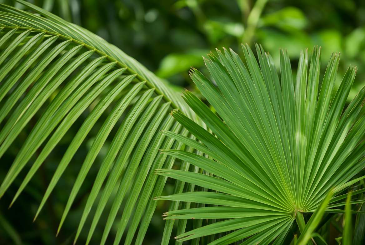 Close-up comparison showing a feathery palm tree frond next to a fan-shaped palmetto tree leaf.