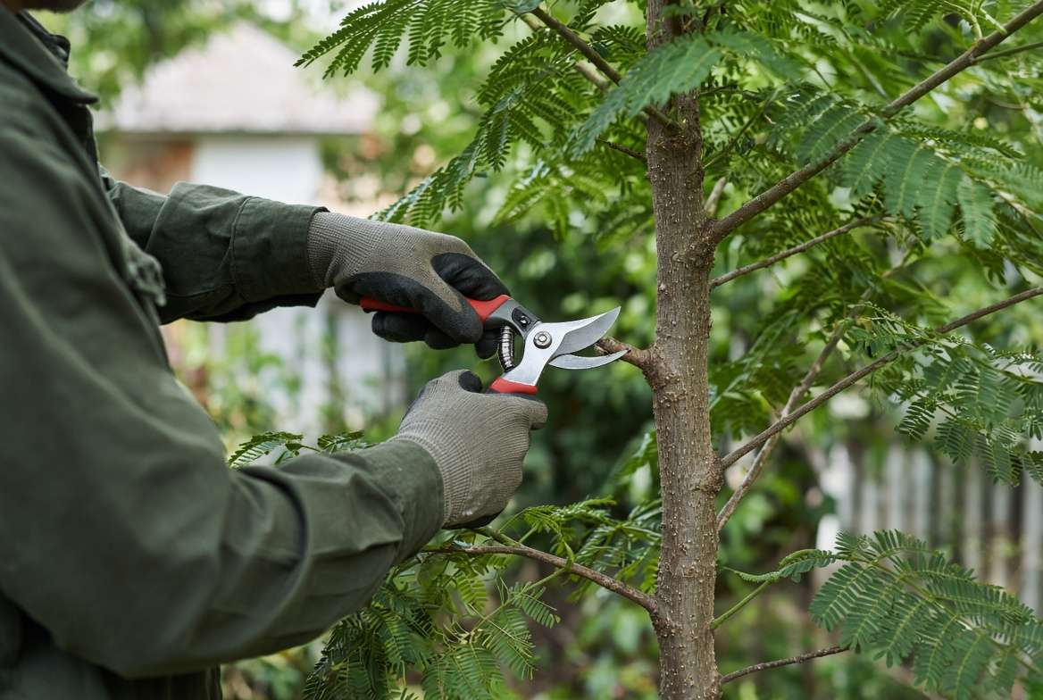 An arborist using pruning shears to trim the branches of a young Jacaranda tree to establish a strong central trunk.