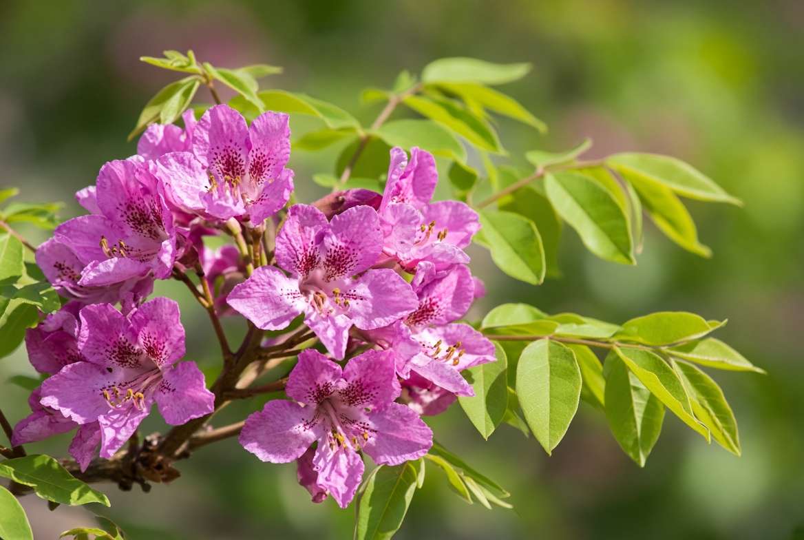 Close-up of vibrant pink spring blooms on a Mexican buckeye tree branch.