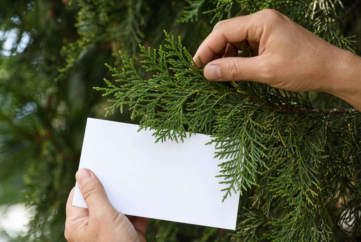 Performing the white paper test to check for spider mites and pests on a cypress tree.