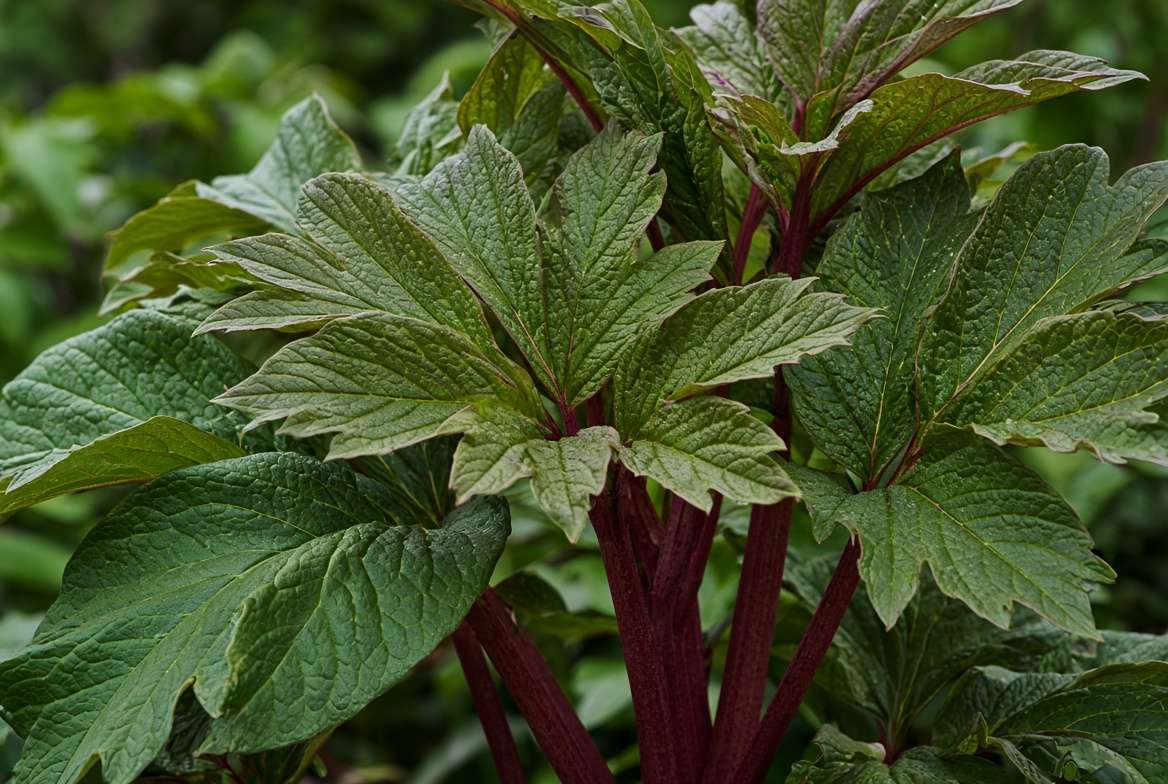 Macro photo detailing the sturdy stems and tough, leathery emerging foliage of a Peony plant, a key structural rabbit deterrent