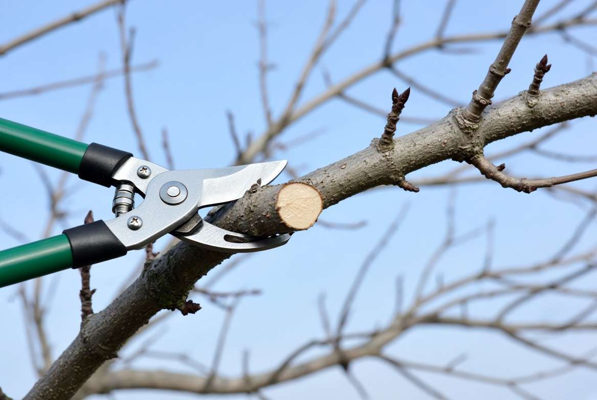 Pruning old woody canes from a dormant elderberry tree with sharp garden shears.