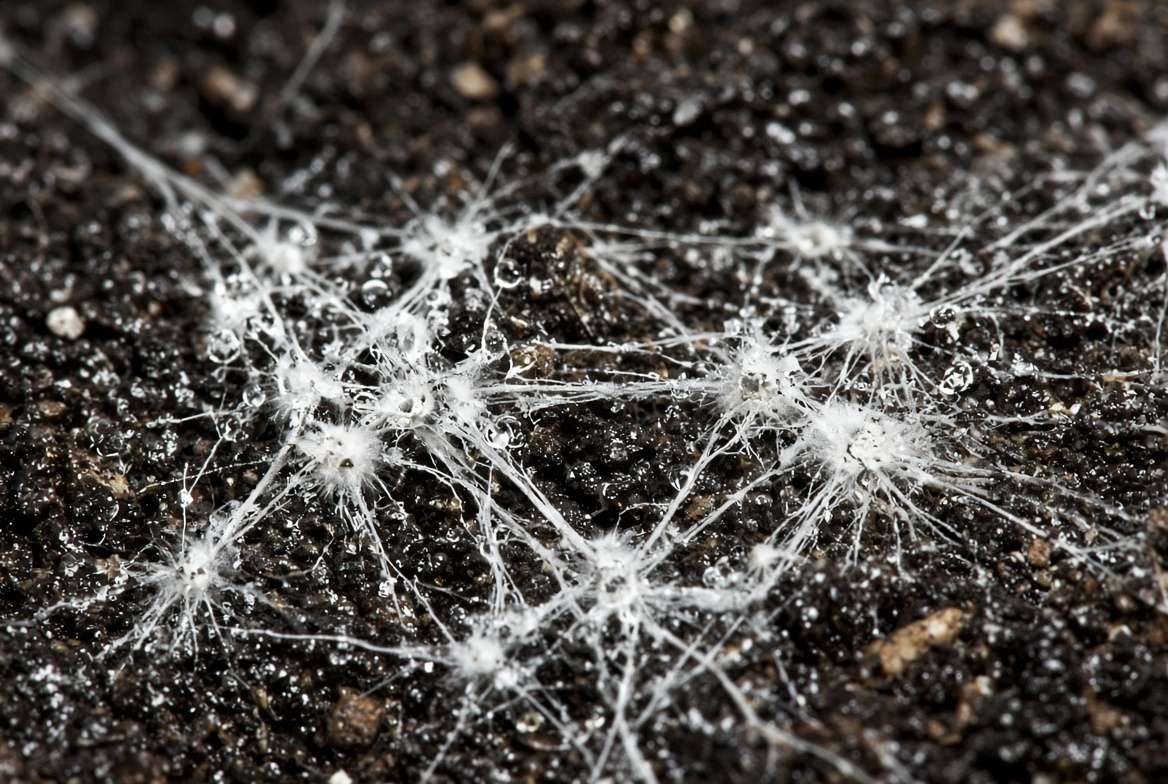 Close-up macro photograph showing the intricate, cottony texture of saprophytic fungi mycelium growing on dark, damp houseplant soil.