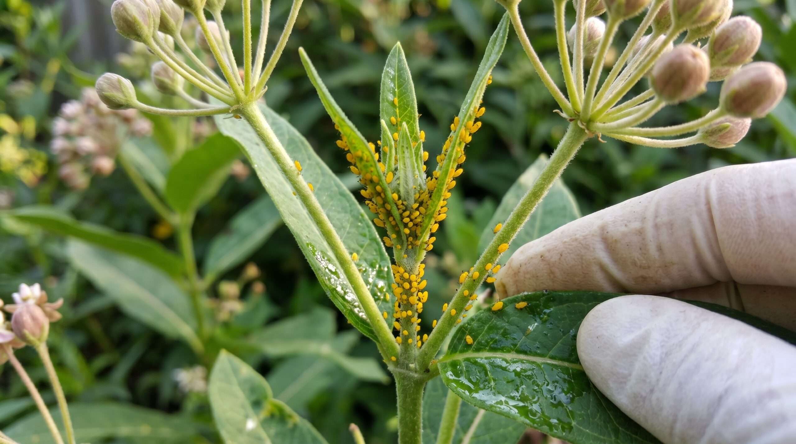 Protecting Your Milkweed
