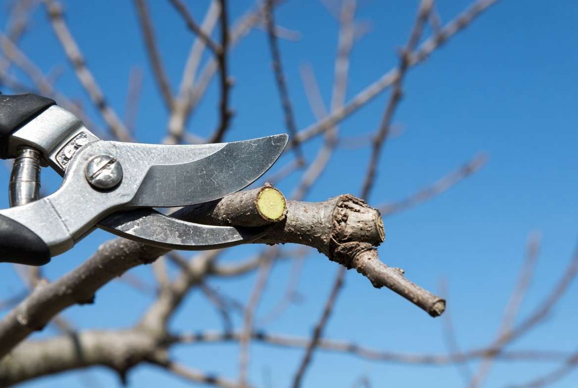 Professional pruning shears trimming a dormant crabapple tree branch in late winter for better airflow.