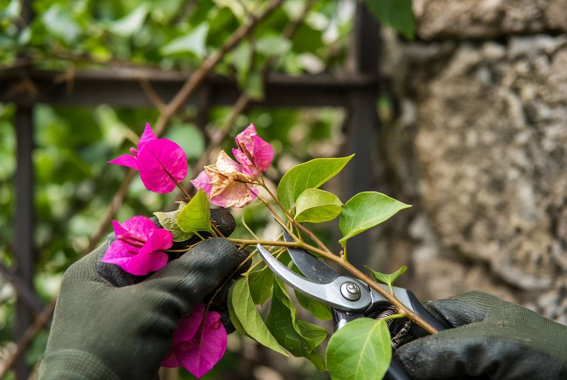 Hand pruning and pinching a bougainvillea plant with bypass shears after a bloom cycle.