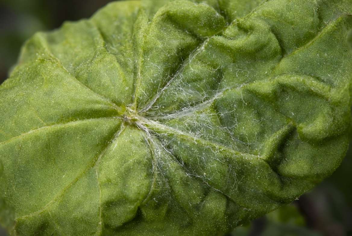 Distorted green leaf with fine silky webbing near the stem indicating a severe spider mite or aphid infestation.