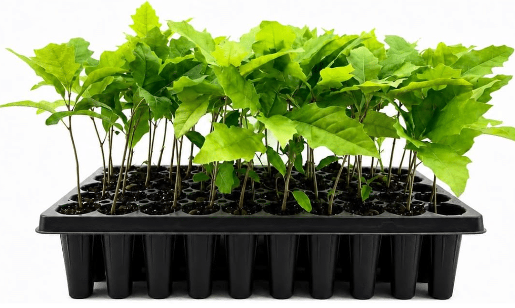Shumard Red Oak | 3 Live Trees | Quercus Shumardii | Drought Tolerant Weather Resistant Shade Planting